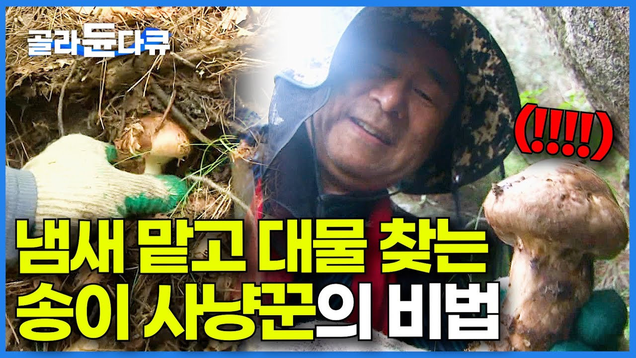 야생에서 노숙하는 버섯 사냥꾼이 발견한 역대급 자연산 송이에 깜짝 놀란 제작진｜대물 버섯 채취｜극한직업｜