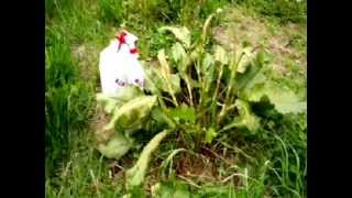 RIP 50 sec time lapse Watch weeds wither away in 4 hours