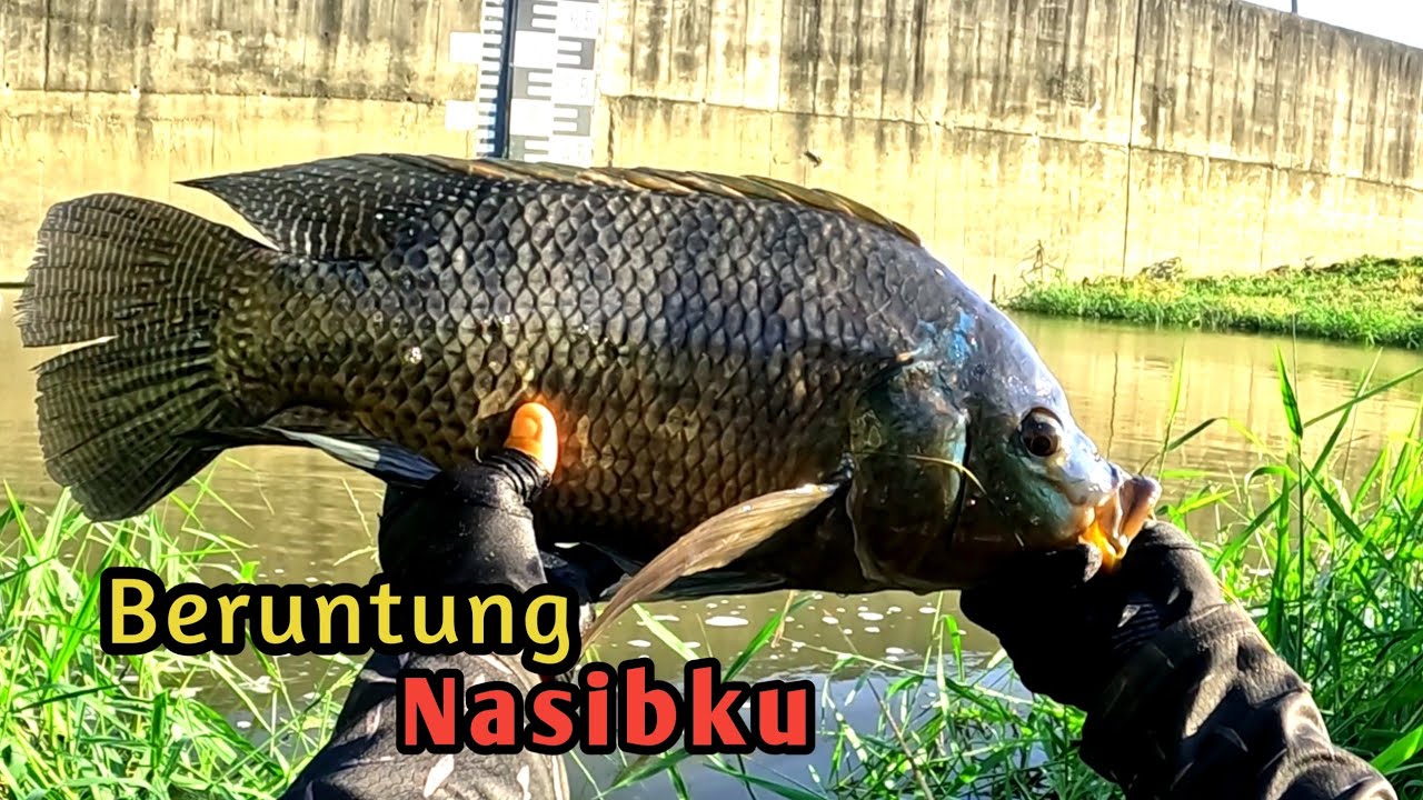 MANCING DI Irigasi Sungai Strike IKAN NILA BABON Liar