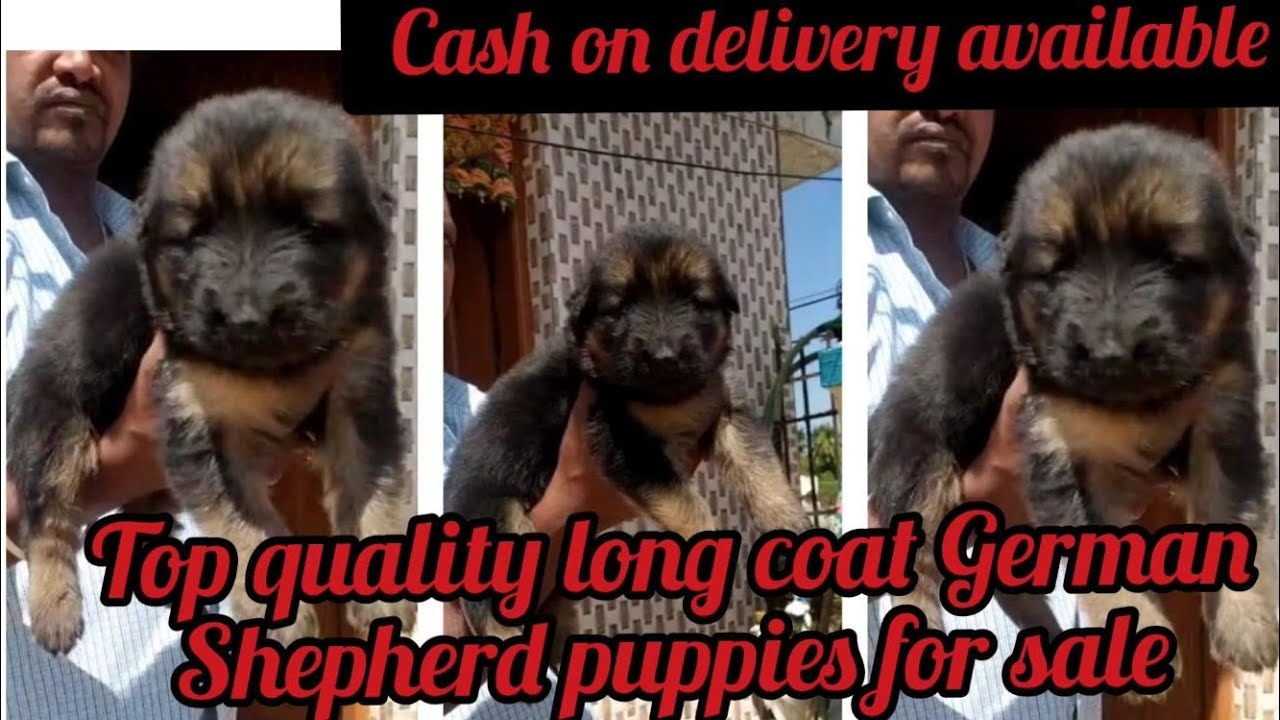 Long coat German Shepherd puppies for sale6302529656ongoledog market