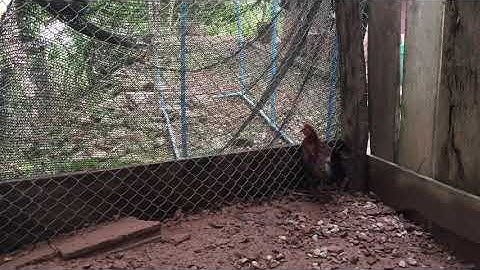 Qaib qus tus me nyuam(พาชมลูกไก่ป่าของลุงท่านหน่ึง)