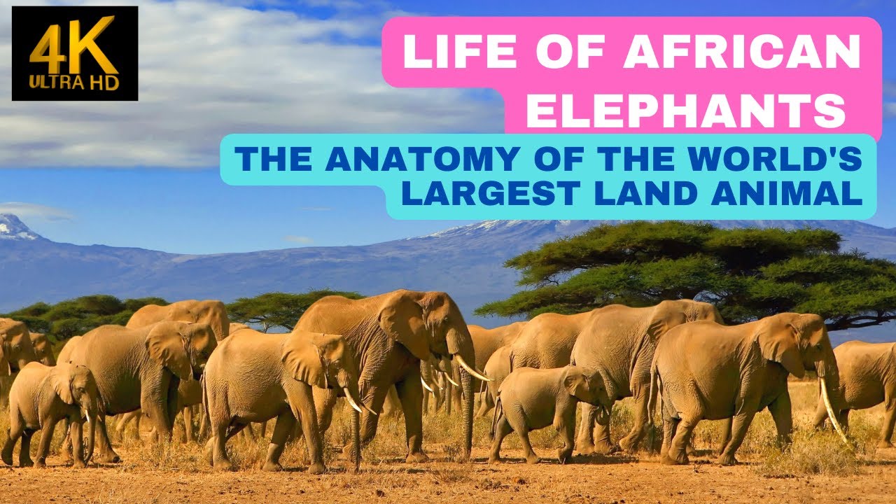 Elephants: Earth's Largest Land-Animals