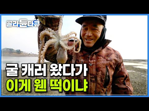 ‘이게 진짜 맛있는건데’ 굴 캐러 왔다가 귀한 겨울 낙지 잡는 재미에 푹 빠진 남자｜바다에 기대어 살아가는 부부｜태안 안면도 천수만 <strong>갯벌</strong>｜한국기행｜#골라듄다큐