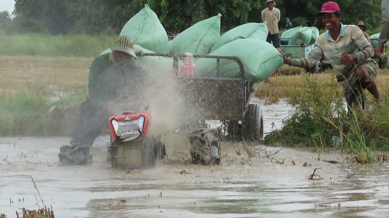 គោយន្តដឹកស្រូវកាត់ទឺកក្នុងស្រែ Rice truck cutting water in the field  / KUBOTA ZT155 Tractor.