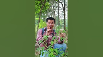 Ngũ gia bì gai – Cây bờ rào giúp mạnh gân cốt, bổ thận, tăng sức đề kháng mà nhiều người chưa biết