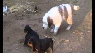 st bernard rottweiler