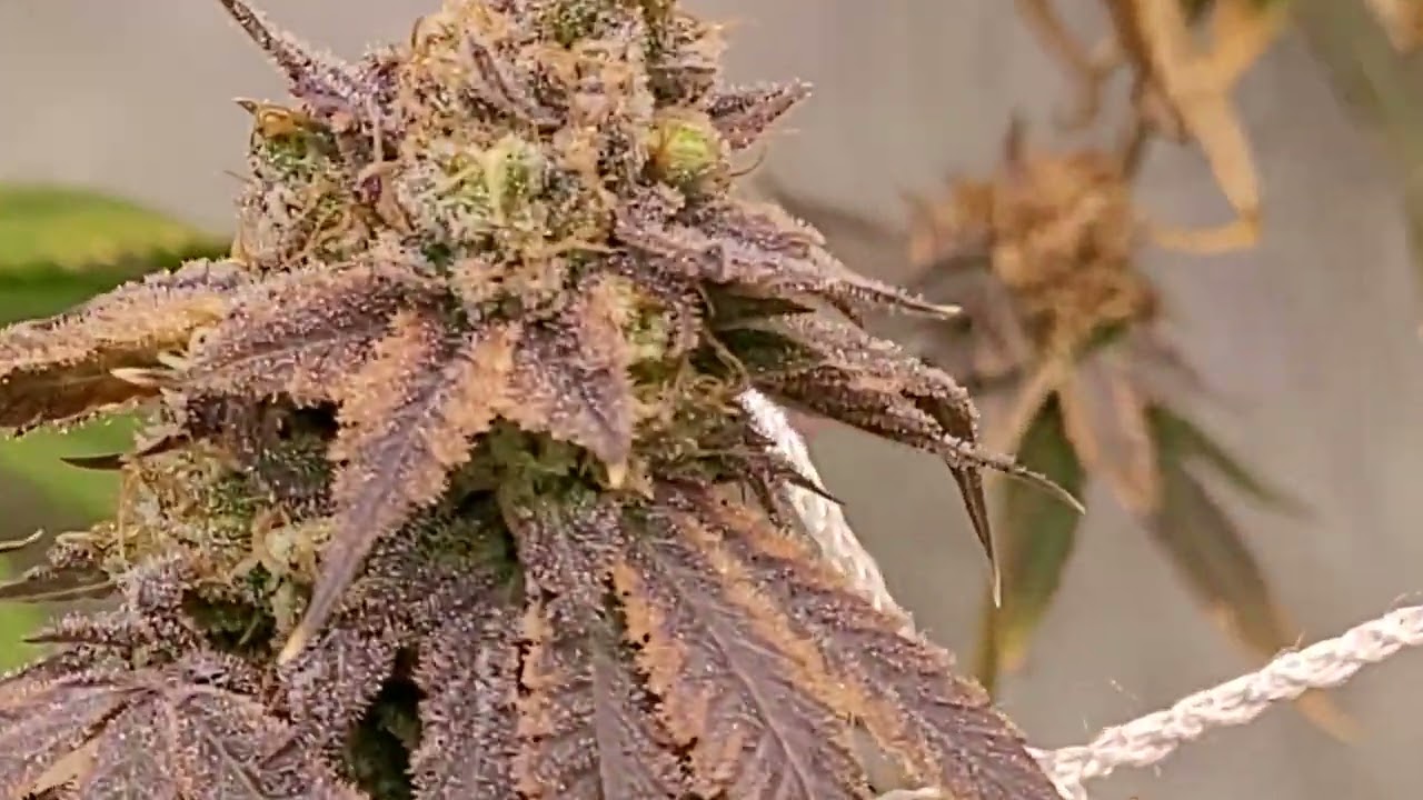 Week#10 Bloom - 4x8 Grow - 6 strains - beautiful fall fade