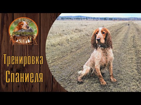 Русский Охотничий Спаниель. Натаска и тренировка.