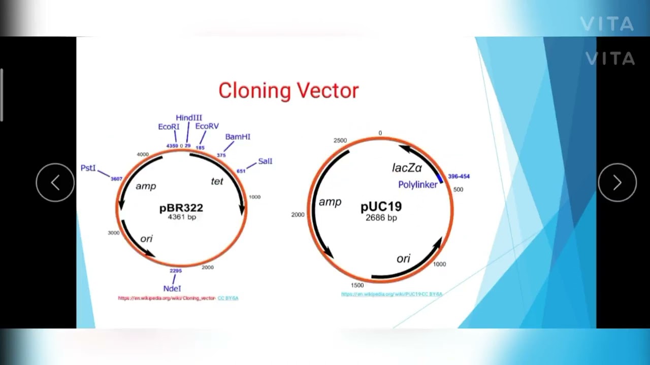 Vectors -  Features & Types