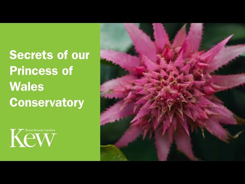 Secrets of our Princess of Wales Conservatory