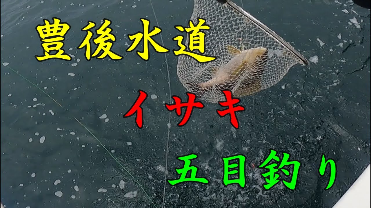 【豊後水道】イサキ五目釣り