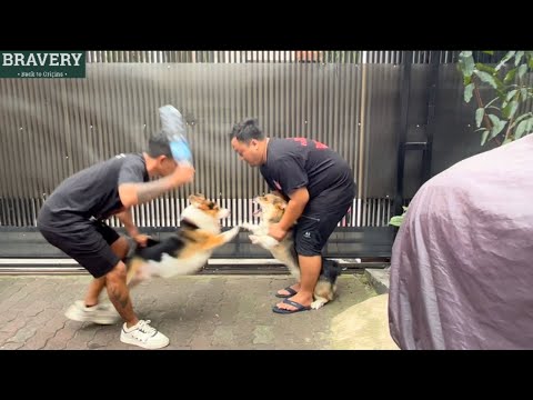 Video: Mengapa Anjing-Anjing Saya Tiba-Tiba Bertengkar?