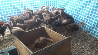 Baby Chicks For Sale In Phoenix, Chandler, Gilbert, Queen Creek, San Tan Valley.