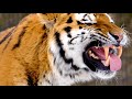Explore the life of tigers in the wild, their habitats, hunting techniques, and conservation efforts