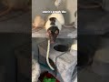 Pet Rats - Expectation vs Reality