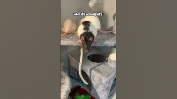 Pet Rats - Expectation vs Reality
