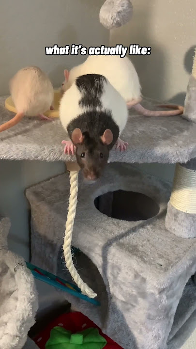 Pet Rats - Expectation vs Reality