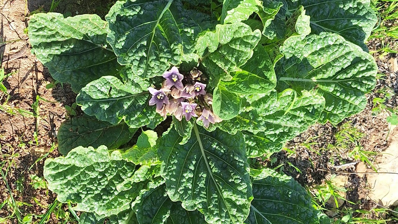 מצוק הארבעים, נחל נשר וכלח, הצניר ומצדה בכרמל. עם קובי ומטיילי אמצ