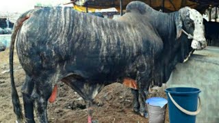 Big Amazing Cow Video Punjab Nasal 4 January 2022