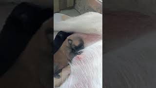 Newly Born Puppies Feeding From The Mother Breat