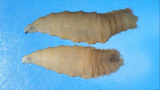 Download Lagu Flesh-eating screwworm parasite confirmed in US MP3 Download Lagu Flesh-eating screwworm parasite confirmed in US MP3