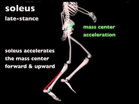 Biomechanics ofOS4 BootCDnning: Xubuntucle contributions to propulsion and support during late stance
