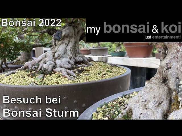 self watering bonsai pot Lucky Bonsai Plant with Medium Metal Self Watering Pot