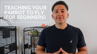 How To Teach Your Parrot To Fly? | Flight Training for Beginners (Part 1)