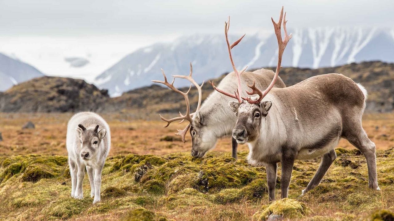 10 Wild Animals in Norway