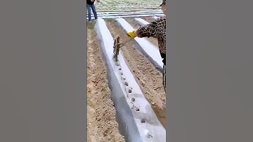 The process of perforating agricultural film is worth sharing.