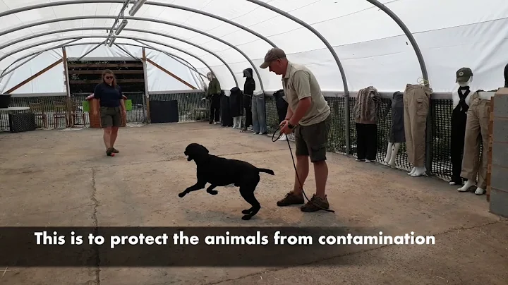 Meet Max, the red squirrel detection dog
