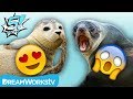 5 Cute Animals... That Are Actually Vicious!! | 5 FACTS