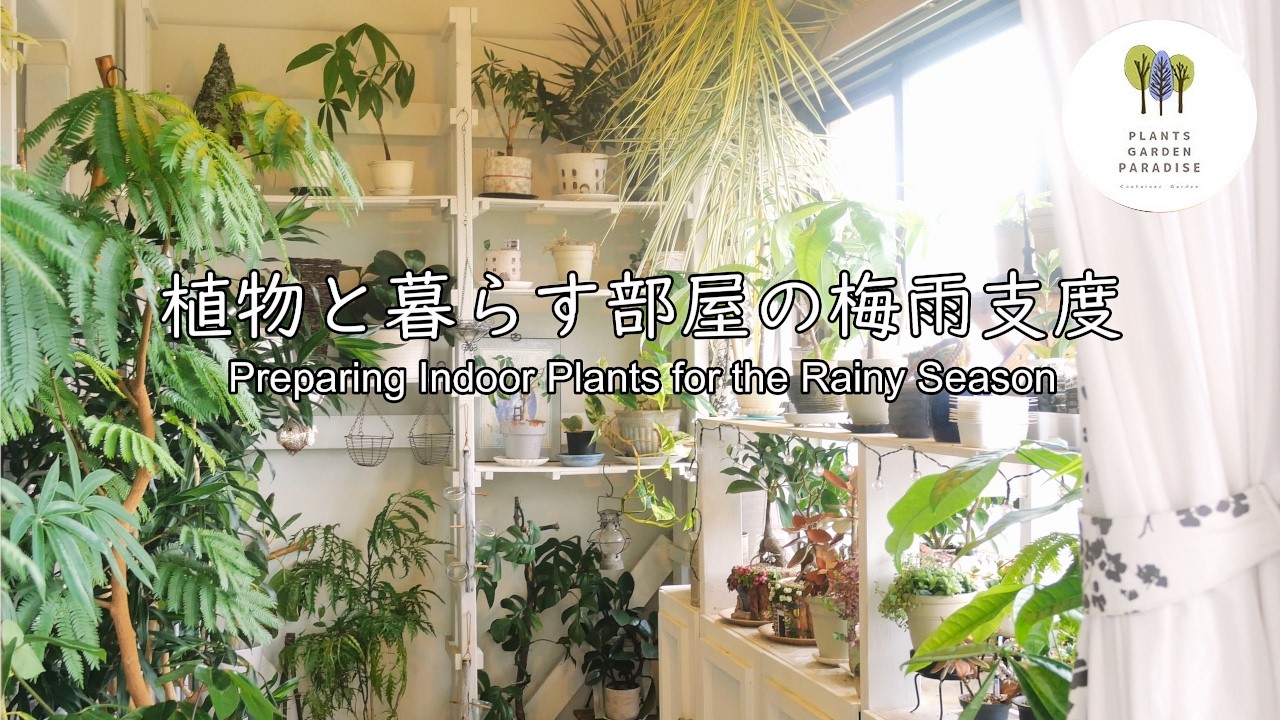 植物と暮らす部屋の梅雨支度。毎年恒例の葉っぱのお手入れと、新しいシーリングファンライト