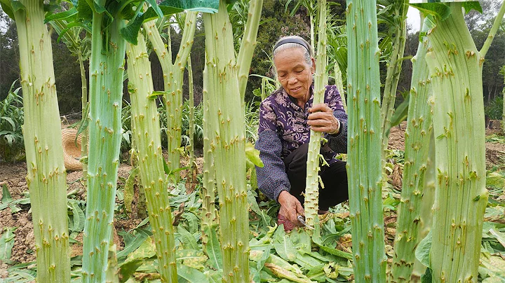 贡菜的一生，从播种到收获，耗时4个月的美味，一口下去嘎嘣脆Grandma spent 4 months growing tribute vegetables and gourmet food｜玉林阿婆 - 天天要闻