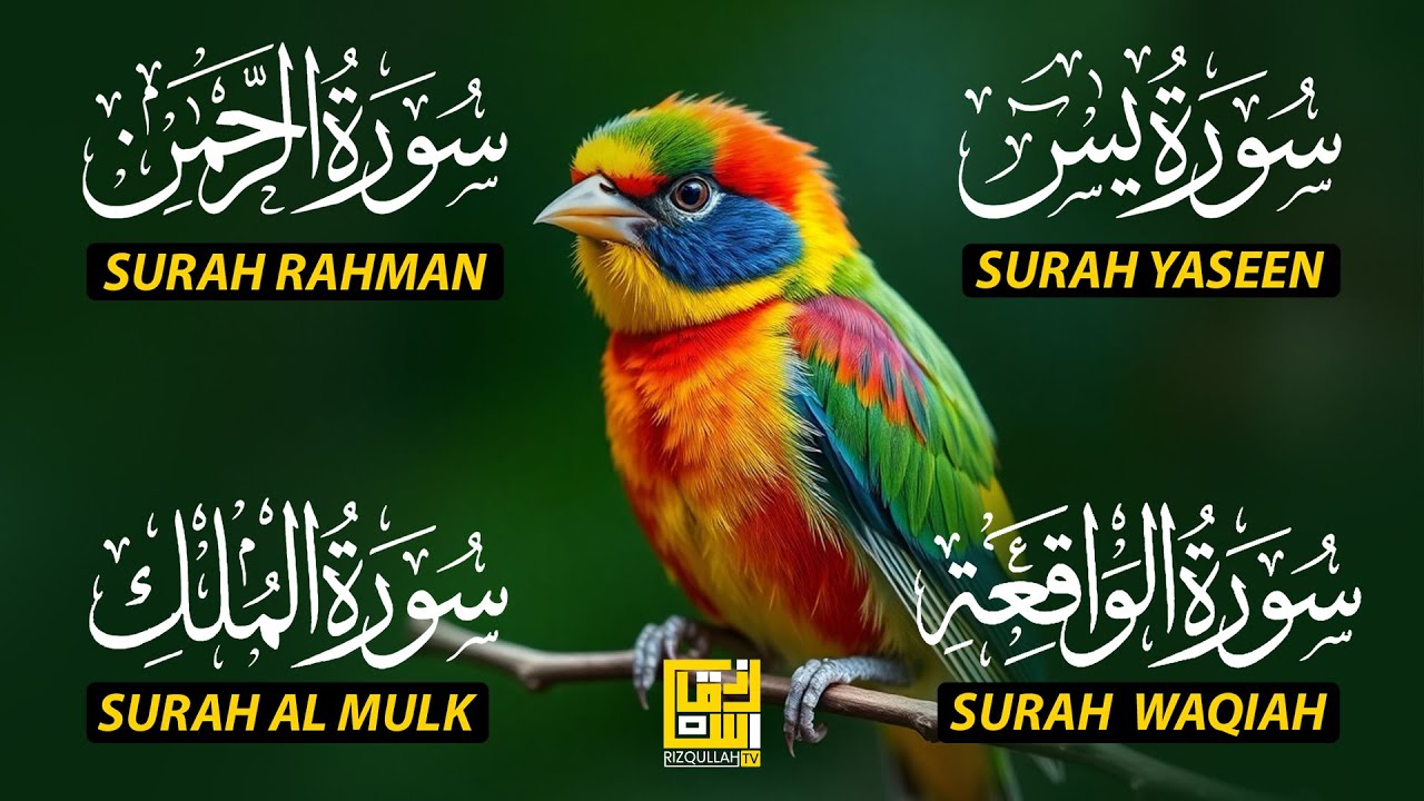 Beautiful Surah Yaseen (Yasin) | Surah Rahman | Surah Waqiah | Surah Mulk EP116