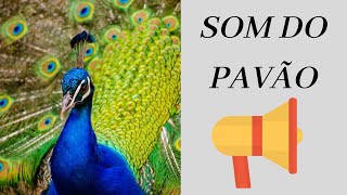 SOM DO PAVÃO