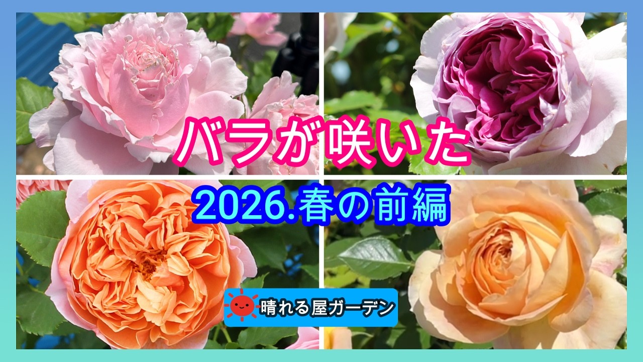 バラが咲いた♪2026春の前編