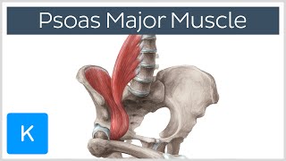 Psoas Major Muscle - Origins, Innervation & Action - Anatomy | Kenhub