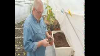 Priprema paprike za prezimljavanje