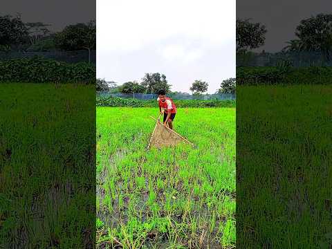হাওরে মাছ ধরার যে কি আনন্দ #fishing