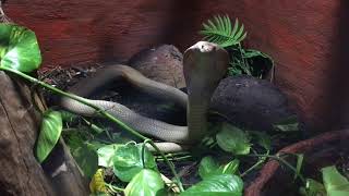 Calming a Cranky Cobra by TexasReptileZoo 3,940 views 6 years ago 2 minutes, 2 seconds