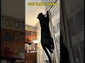 The daily mischief of cats.#cat #funny #Get into trouble