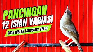 suara burung CIBLEK GACOR NGEBREN Pancingan Ciblek Semi bahan jadikan ciblek kristal gacor Tarung
