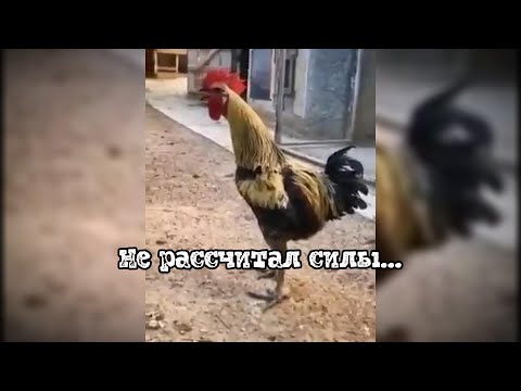 Когда не рассчитал силы #забавныеживотные