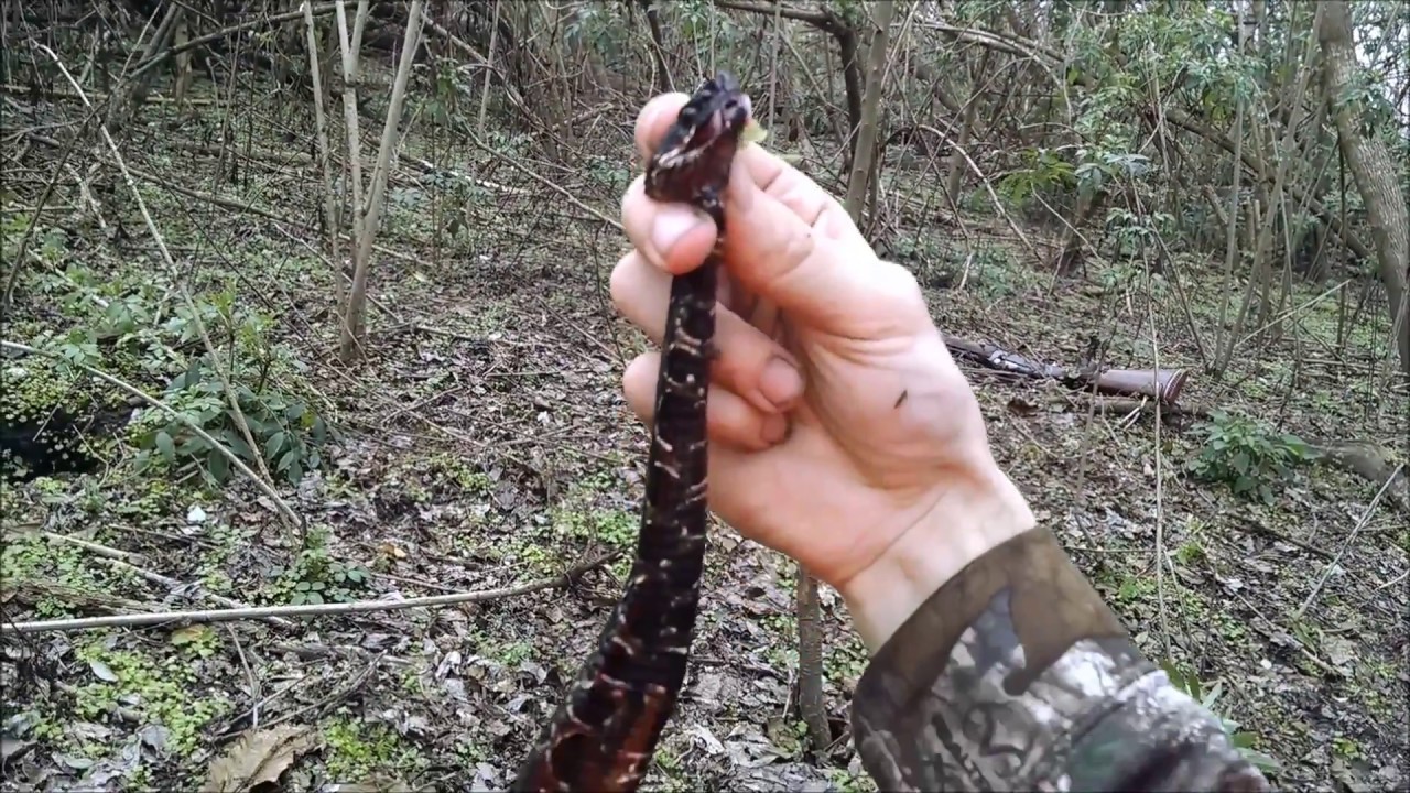 Diamondback Water Snake Facts, Habitat, Diet Diamondback Water Snake Facts, Habitat, Diet