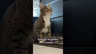 План на 8 березня #cat #reels #ржакадосліз #українськийютуб #смішнівідео#котики #відеодня #коміки