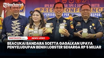 Beacukai Bandara Soetta Gagalkan Upaya Penyeludupan 172.000 Benih Lobster Seharga Rp 5 Miliar