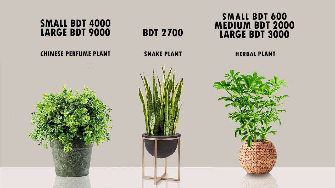 Indoor Plants