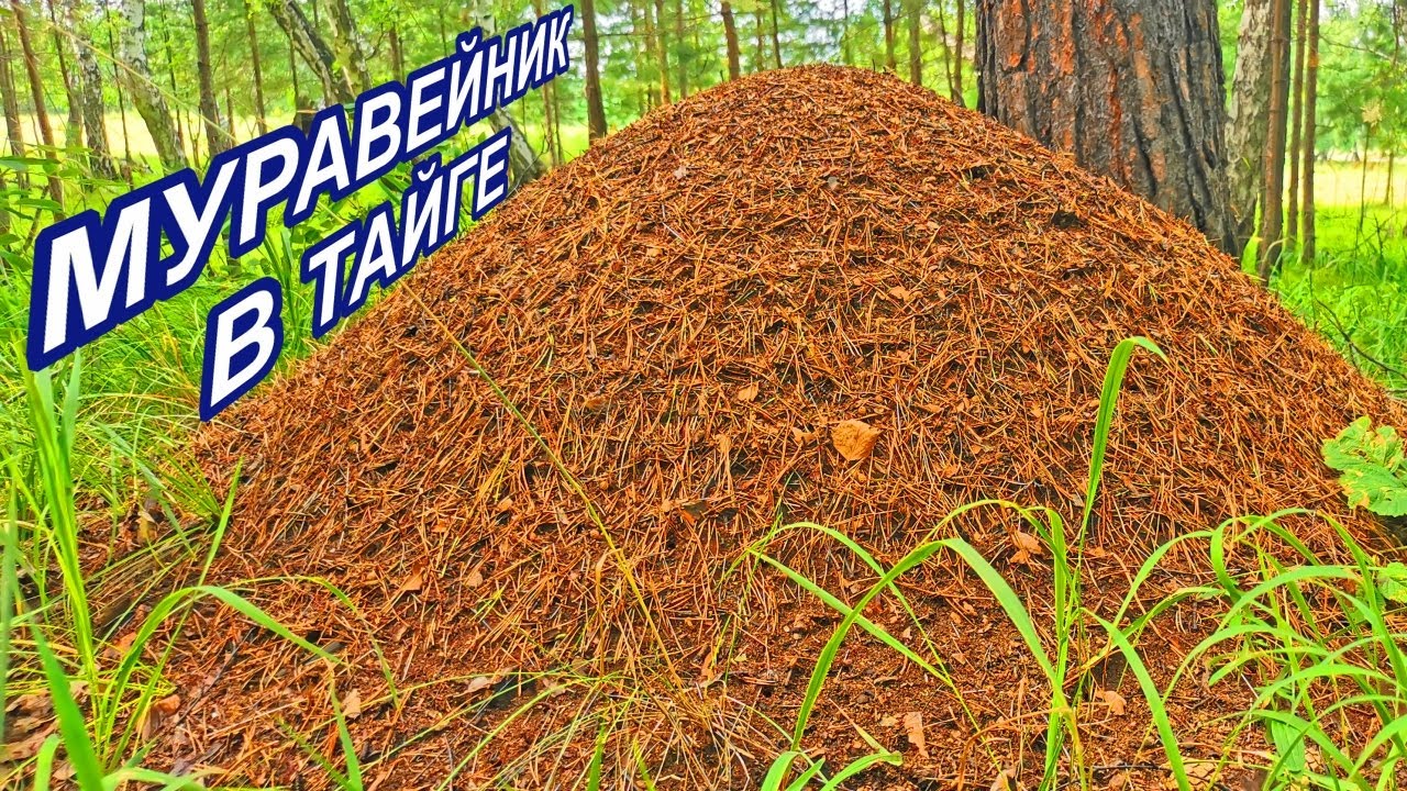 Муравейник в машине