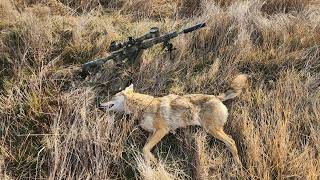 Long Range Trajectory Validation - Bonus Video Plus Coyote Hunting